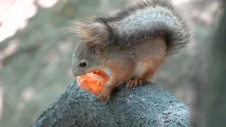 Бельчонок ест морковку / Little squirrel baby eats a carrot