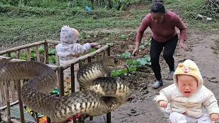 full video 60 days single mother builds a farm in a mysterious and dangerous forest /Ly Thi Chanh