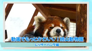 動画でかわいい！旭山動物園＜レッサーパンダ編＞