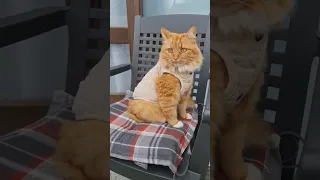 good morning. кот Тимофей. funny cats