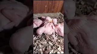 Yellow Ringneck parrot chick #yellowparrot #redeye #parrot #viral