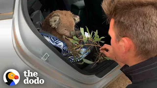 Hungry Koala Walks Up To Couple Asking For Help | The Dodo