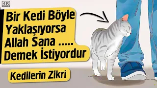 Bir Kedi Böyle Yaklaşıyorsa Allah Sana .... Demek İstiyordur - Kedilerin Zikri | Fatih Koyuncu