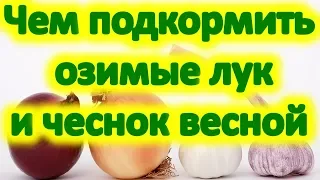 Чем подкормить озимые лук и чеснок весной? Мука и дрожжи как удобрение для огорода