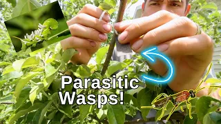 We Released 2000 WASPS to Control Caterpillars and Moths In The Garden