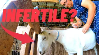 More Sick Goats:  What is Caprine Abortion Disease?? Potential Treatment Option