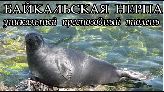 БАЙКАЛЬСКАЯ НЕРПА - Уникальный пресноводный тюлень