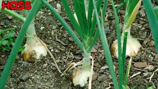 3 THINGS YOU MUST KNOW ABOUT GROWING ONIONS!