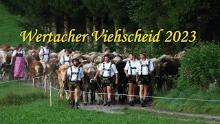 Viehscheid in Wertach 2023