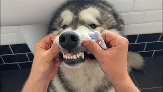 Brushing My Dog's Teeth! All 3 Of Them! Even The Cat Tries It!!