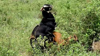 OMG! Best Breeding goat