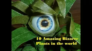 10 Amazing Bizarre Plants in the world | World's Most Strangest Plants