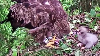 Eaglet is yawing,  cast a pellet, Vole is brought, Karin feeds the kid~5:53 am 2020/06/16