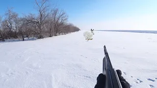 ЛУЧШИЕ МОМЕНТЫ ОХОТЫ НА ЗАЙЦА! Сезон закрыт