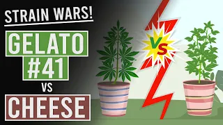 Cheese Vs Gelato #41: Strain Wars!