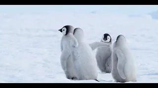 ⏰The nature crisis we need to solve. Narrated by Jason Momoa, UNEP Advocate for Life Below Water.