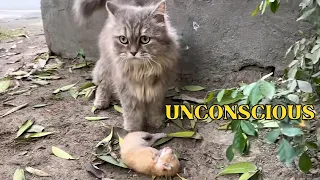 A SAD Mother Cat Wants Help For Her UNCONSCIOUS Kitten. This Is Just Unbelievable!