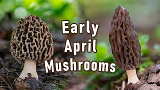 Morel Mushroom Hunting - Early April 2024 - Yellow And Black Morel | Morchella | Spring Mushrooms