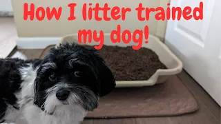 How I litter trained my dog!😊