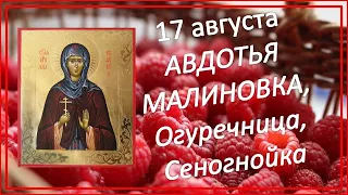 17 августа. Народный праздник. Авдотья Малиновка, Огуречница, Сеногнойка. Народные приметы