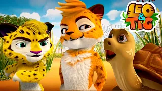 Leo and Tig - The Best Runner 👟 Cartoon for kids Kedoo Toons TV