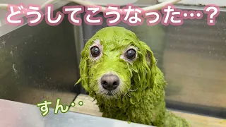 全身緑色から真っ白ふわっふわ、もっこもこに変身です！【犬ちゃんのハーブパック】