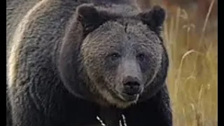 Grizzly Bear Kills Former Teacher While Jogging Near YSNT