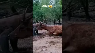 OMG 😱 Komodo dragon eat alive Deer 🦌❌ #shorts#viral#comodo#shortvideo