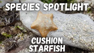 Species Spotlight - Cushion Starfish