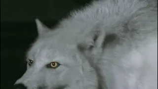 Wolves ~ Ainsi bas La Vida