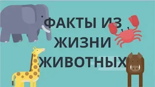 ФАКТЫ ИЗ ЖИЗНИ ЖИВОТНЫХ,  КОТОРЫЕ УДИВЯТ ВАС!