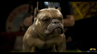 Breeders’ Cup Association Presents Bully Bowl 2021 Houston, TX (Exotic Bully Show)
