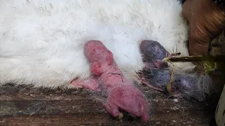 2 little baby bunny one day old we help nursing milk - mother rabbit feeding babies