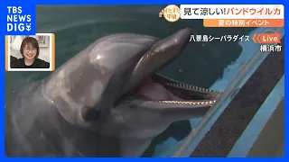 かわいいペンギン！イルカのダイナミックなショー！ずぶ濡れ必至のイベント満載！夏のシーパラをすたすた中継！｜TBS NEWS DIG