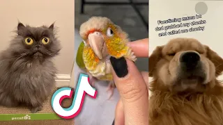 These INSANELY CUTE TikTok PETS will MAKE YOUR DAY...