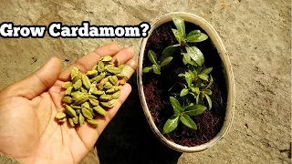 GROW CARDAMOM PLANT FROM SEEDS? (WITH RESULT) || WILL KITCHEN SEEDS GROW?