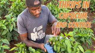 How to identify thrips in green capsicum and control #garden