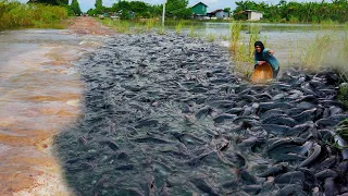 wow  fishing! catch a lots of fish on the road  season flooding season near my village by best hand