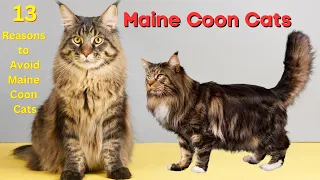 13 Reasons To Never Ever Adopt A Maine Coon Cat - Baby and Cute Cats | Kittens and Funny Animals