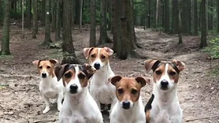 crazy JACK RUSSELL TERRIER Family 😂