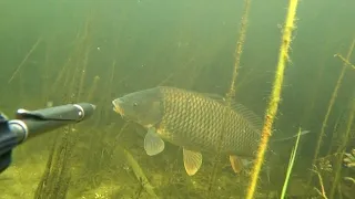 подводная охота на дикого сазана. веселовское водохранилище