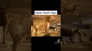 Animals thar scientists Are Trying To Bring Back 💔😨☠️ | saber tooth tiger #short #epicvideo