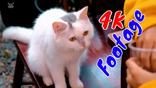 4K Quality Animal Footage - Cats and Kittens Beautiful Scenes Episode 27 | Viral Cat