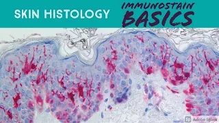 Skin Histology: Immunohistochemistry Basics (for Dermatology Histotechnologist Dermpath Pathology)