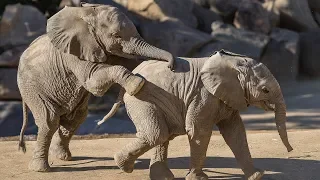 Elephant Calves Playing