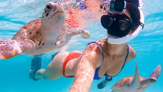 Diving With Crazy SEA TURTLES In The Bahamas