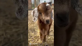 Baby goat yawns are the CUTEST!! #babygoats #goats