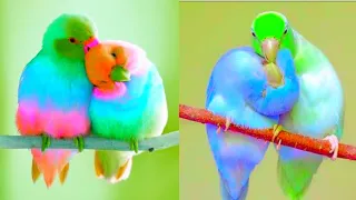 Funny Parrots Videos complications Bird cute moment - Cute Parrot #1 - List 2021