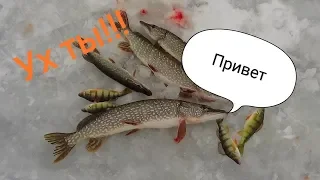 Вот это клёв! Первый лед. Много окуня и щука!