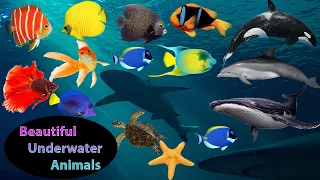 Underwater Sounds with Nature Oceans capes & Beautiful Underwater Animals l Part 2